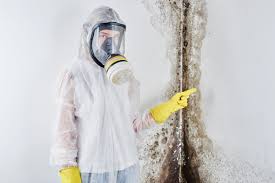 Mold Odor Removal Services in Orono, MN